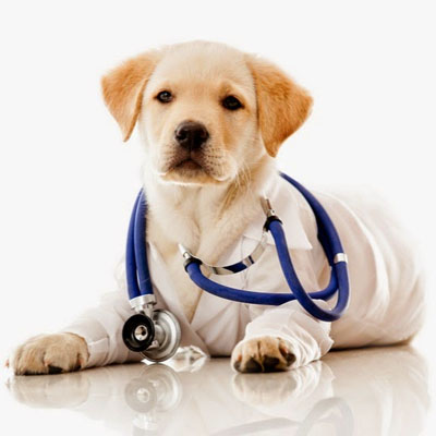 koiranpentu lääkärin varusteet päällään